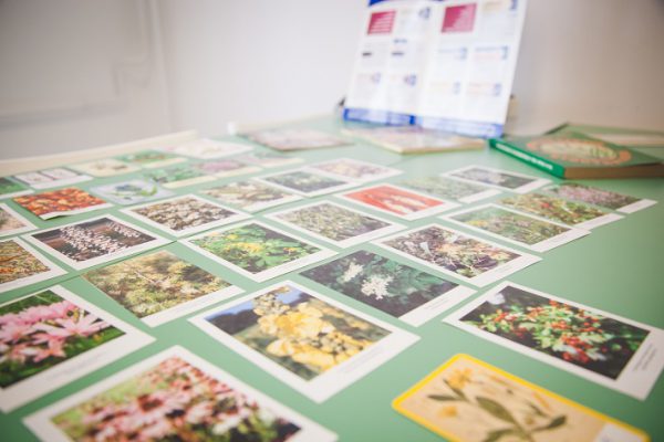 Segítők Napja 2017 Pannon Kincstár. Képek növényekről, virágokról.